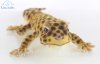 Soft Toy Leopard Gecko by Hansa (26cm) 8140
