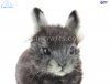 Soft Toy Grey Pygmy Rabbit by Hansa (22cm) L. 8129