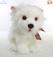 Soft Toy Dog, West Highland White Terrier by Faithful Friends (22cm)H FWH03