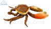 Soft Toy Sea Creature Orange Crab by Hansa (35cmL) 6312