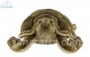 Soft Toy Turtle by Hansa (50cm) 5072