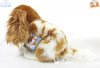 Soft Toy King Charles Cavalier Spaniel by Faithful Friends (23cm)H FBCAV03