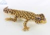 Soft Toy Leopard Gecko by Hansa (26cm) 8140