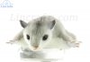 Soft Toy Feathertail Glider by Hansa (20cm) 6068