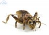 Soft Toy Cricket by Hansa (35cm) 8064