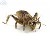 Soft Toy Cricket by Hansa (35cm) 8064