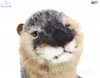Soft Toy Otter by Hansa (36cm) 3814