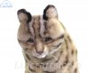Soft Toy Leopard Cat Shihu by Hansa (55cm) 7740