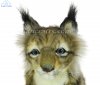 Soft Toy Wildcat, Lynx Cub (18cm.H) 7505