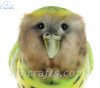 Soft Toy Bird Kakapo by Hansa (33cm.L) 7845
