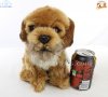 Soft Toy Border Terrier by Faithful Friends (23cm)H FBT03