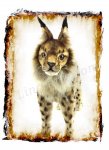 digital, animal, lynx, soft toy, art, birthday, greeting, card, anniversary, congratulations