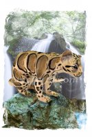 Greeting Card featuring Hansa Soft Toy Clouded Leopard. Created by LDA.