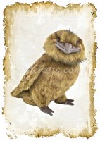 Greeting Card featuring Hansa Soft Toy Frogmouth. Created by LDA. C12