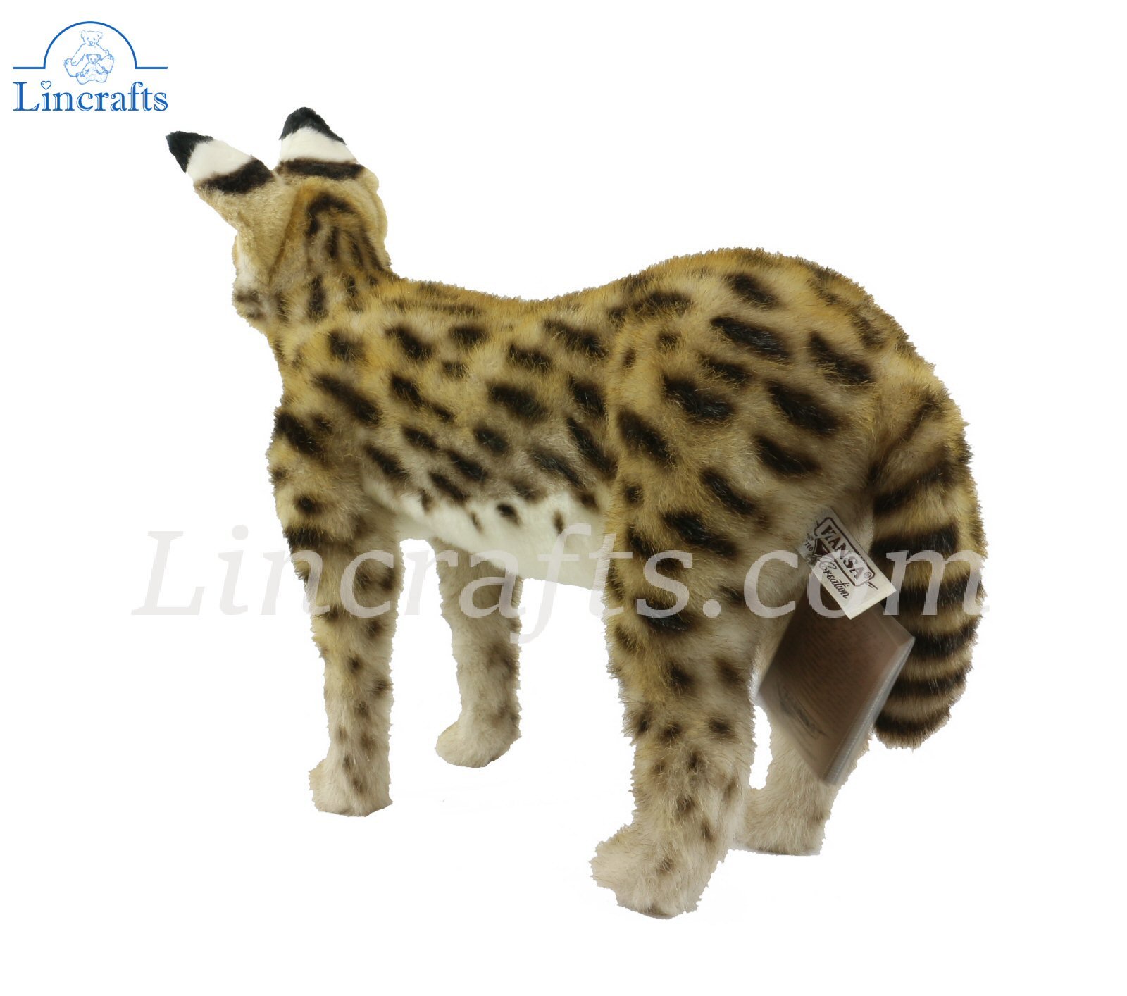51++ Buy african serval cat uk cat pics, cats, cute cats