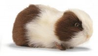 Hansa Grey & White Guineapig 4392 Soft Toy Sold by Lincrafts Established 1993 