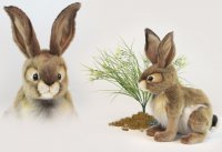 24cm 3145 for sale online Plush Soft Toy Jack Rabbit by Hansa 