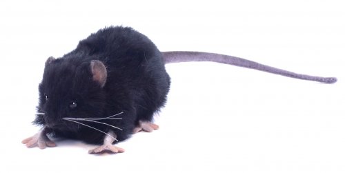 Soft Toy Rodent, Black Rat by Hansa (12cm) 5578