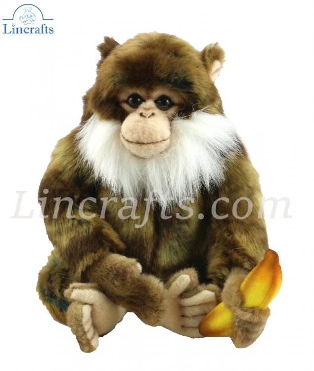 hansa monkey