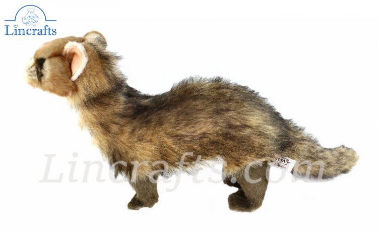 hansa ferret