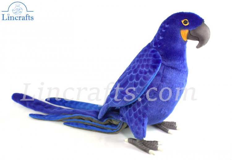 HD hyacinth macaw wallpapers | Peakpx