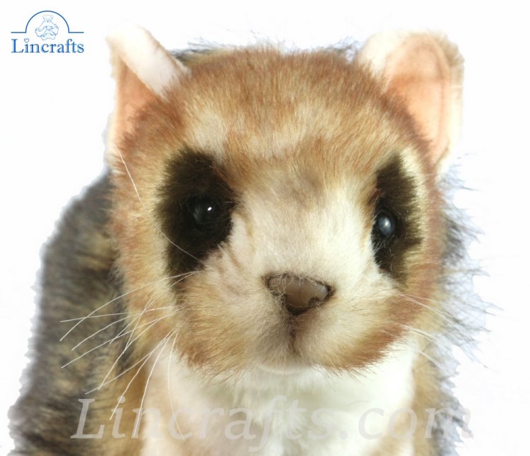 hansa ferret