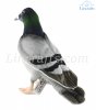 Soft Toy Pigeon by Hansa (29cm) 6299